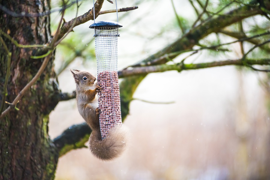 Pests Out Of Your Bird Feeder