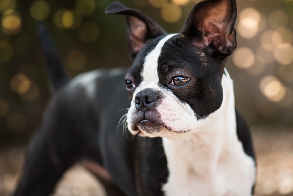 8 Best Dog Breeds For Urban Living - Home Guide Guru