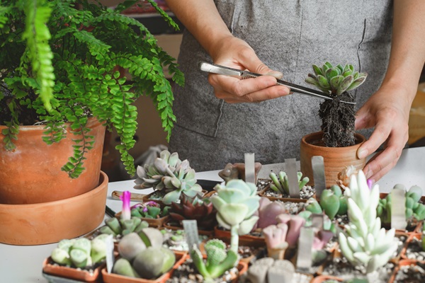 Guide To Growing A Low Maintenance Miniature Succulent Garden - Home ...