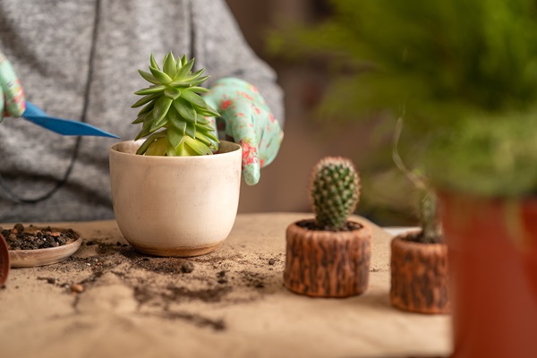 Miniature Succulent Garden
