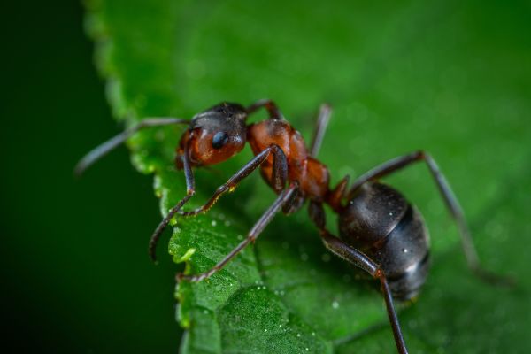 Eliminate Ants