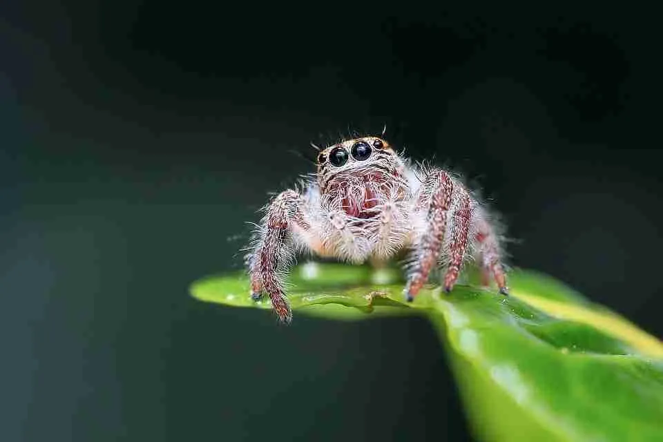 The Role Of Houseplants In Spider Control