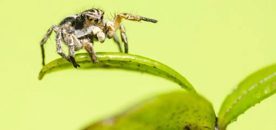 The Role Of Houseplants In Spider Control