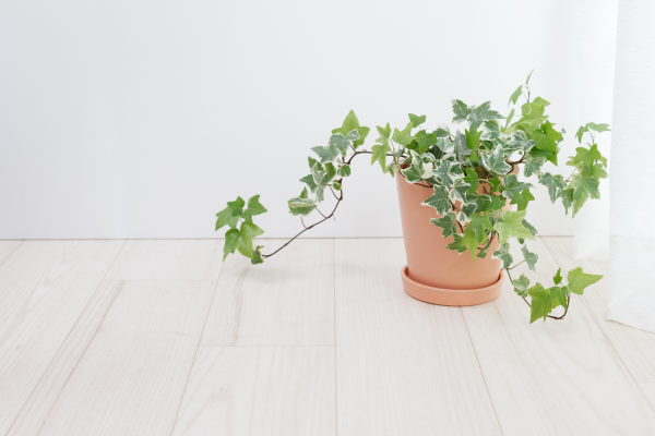 Interior Plants With Health Benefits