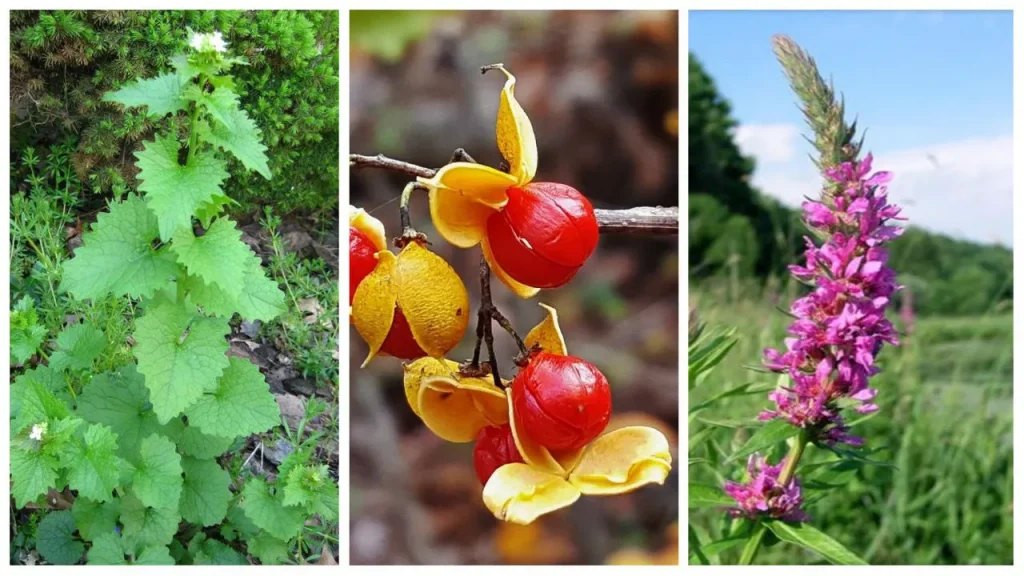 Invasive Plant Species That Can Destroy Your Local Ecosystem
