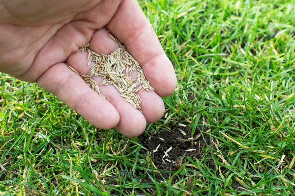 Best Ways To Recover Dead Grass