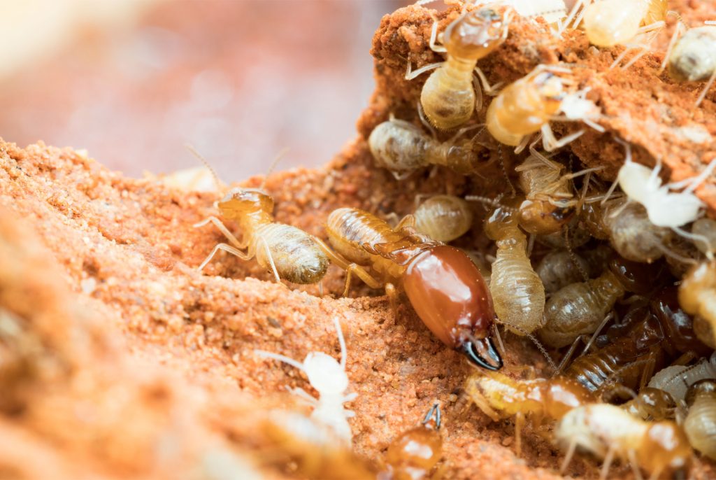 How to Detect and Deal with Termites Before It's Too Late