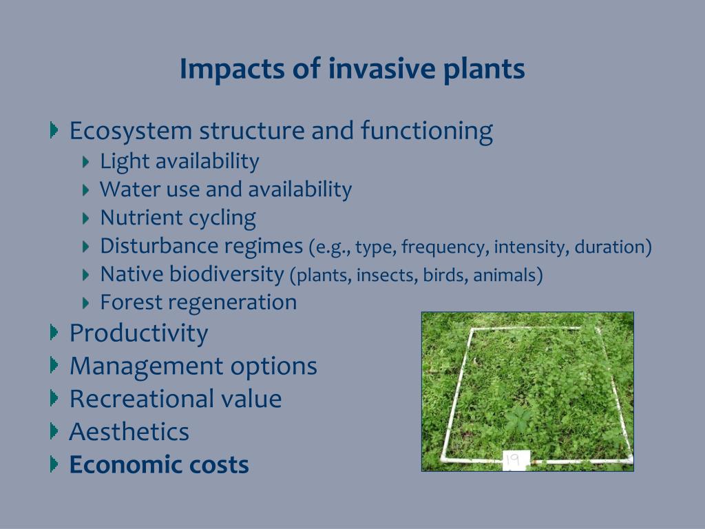 Invasive Plant Species That Can Destroy Your Local Ecosystem