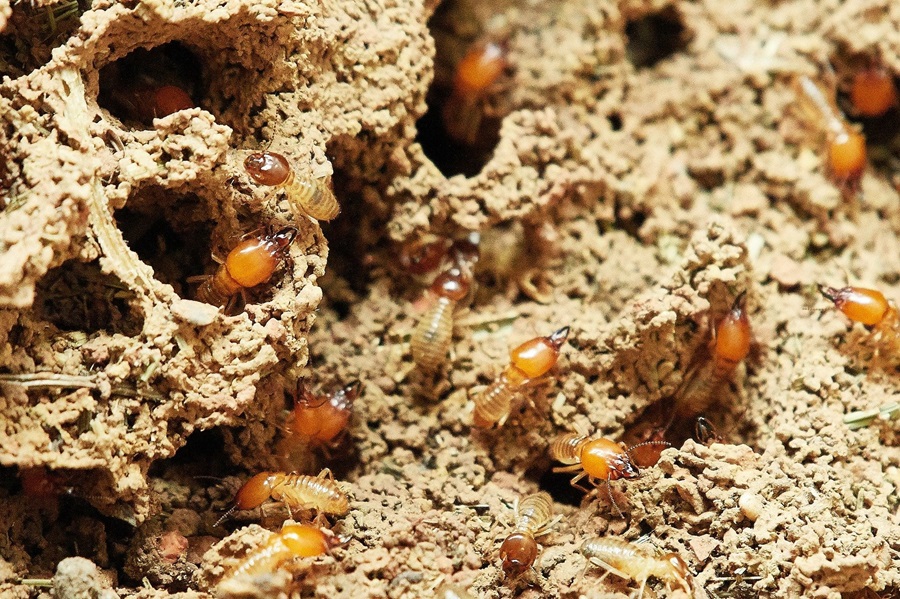 How to Detect and Deal with Termites Before It's Too Late