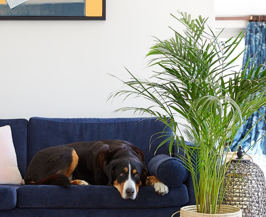 Pet-Friendly House Plants You Need