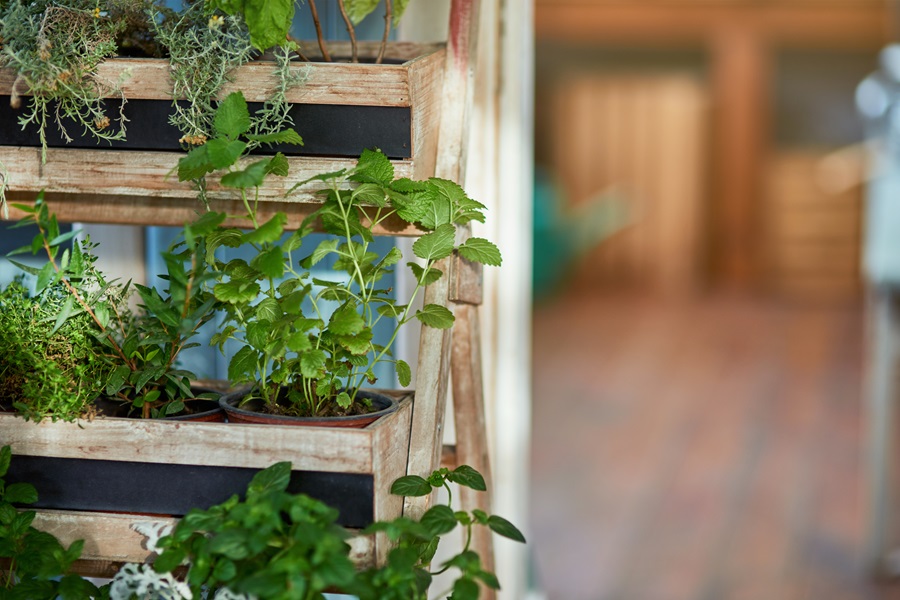 Growing a Vertical Herb Garden Indoors