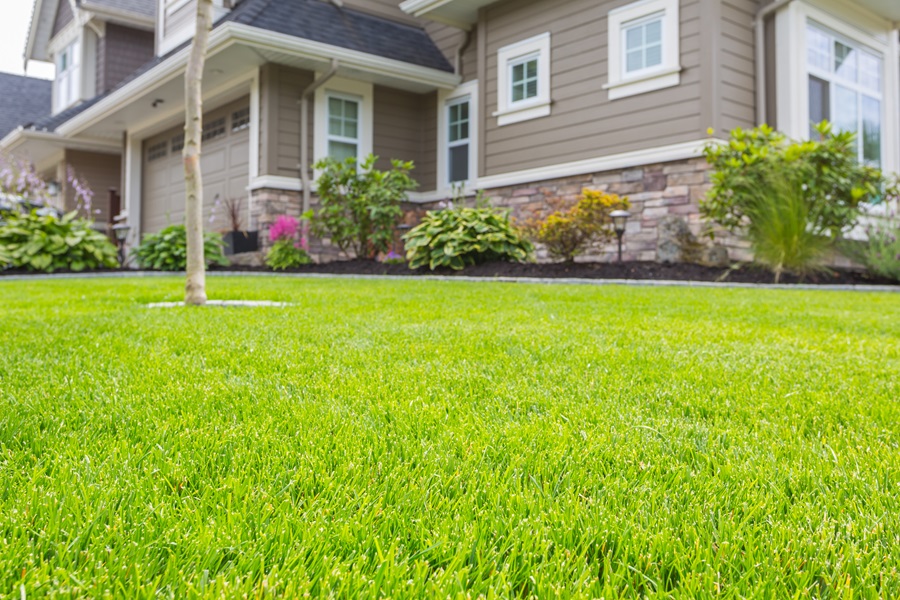 Is It Time to Give Up on Traditional Lawns for Good?